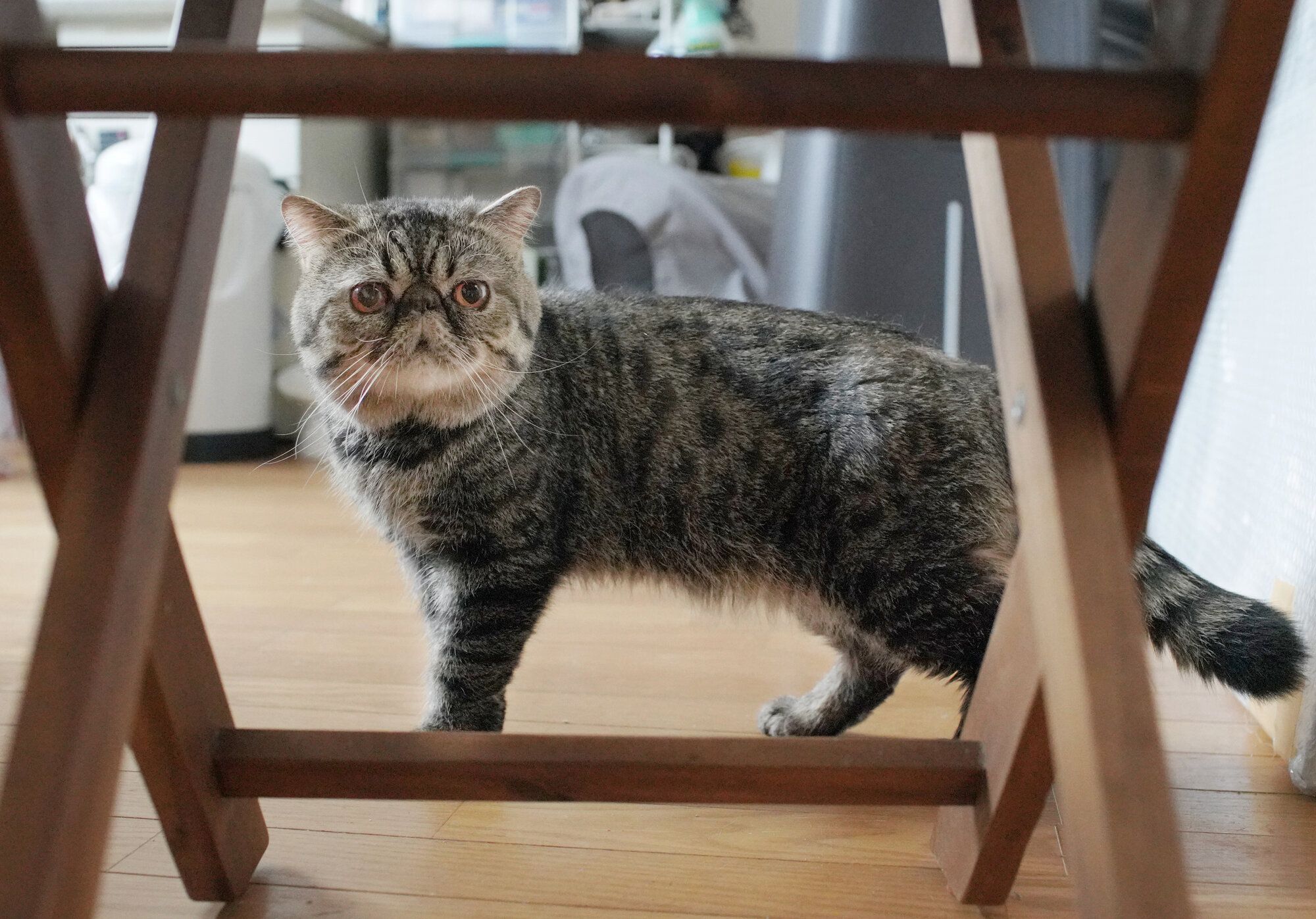 テツ＝鬼室黎撮影