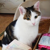 きょとん顔が愛らしいイケニャンになった雪丸さん（画像提供：MomoKotaさん）