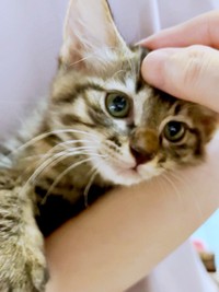 生後3カ月のふわりちゃん（画像提供：とららさん）