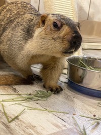 マイペースで眠そうな瞼の「カステラ」ちゃん（提供：マーモットカフェ「マーモット村」さん）