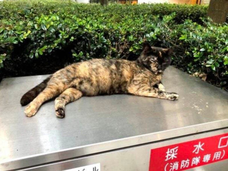 外で生きる地域猫たち（ちよだニャンとなる会提供）