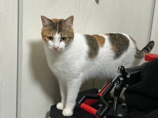 こんな感じでモニターの裏を通り道にしていたセルジオ悦子ちゃん（画像提供：セルゥゥゥゥァァァァァさん）