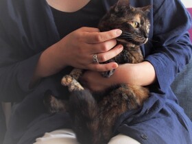 余命わずかな飼い主との約束　獣医師と保護団体が手をつなぎ、残される猫を新しい家へ
