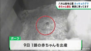 ホッキョクグマの赤ちゃん誕生　順調に育つ　仙台・八木山動物公園