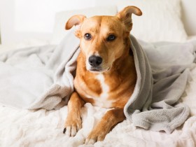 冬は犬や猫の泌尿器トラブルが増加！　飲水量を増やし、おしっこを我慢させない工夫を
