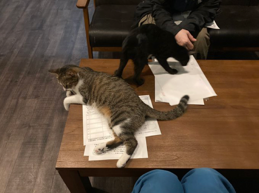 打ち合わせ資料も、「クンクン」「ゴロリン！」。ネコハラのおかげか、和やかな雰囲気で話が進むことも！（提供：農業姉妹@tfy0411さん）