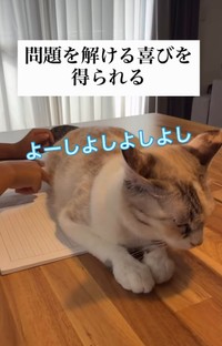 猫をどかさない息子さん。猫ファースト主義を貫いているという（「soranohi」さん提供、Instagramよりキャプチャ撮影）