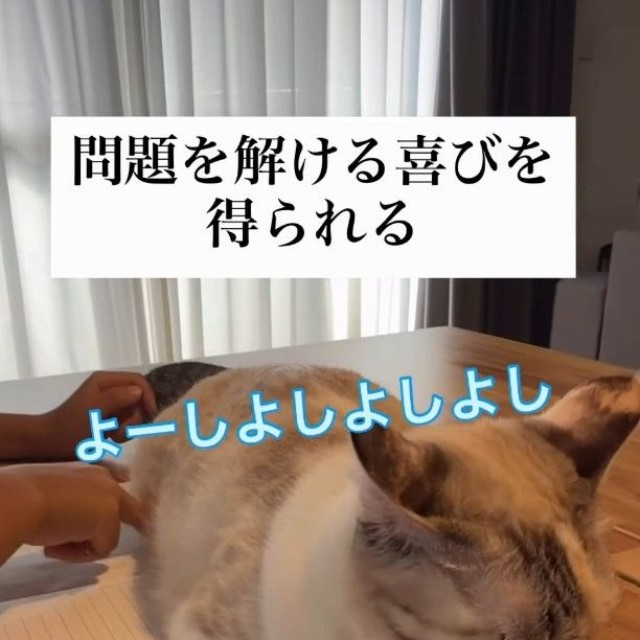猫をどかさない息子さん。猫ファースト主義を貫いているという（「soranohi」さん提供、Instagramよりキャプチャ撮影）