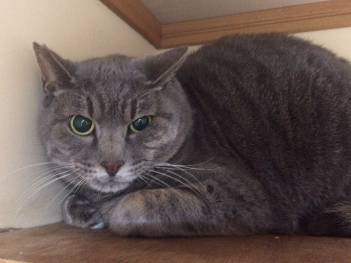 保護部屋１号棟に暮らす白血病のぐーちゃん