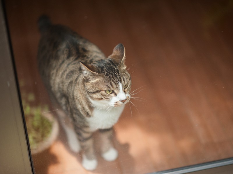 「天気が良すぎるわね、外に出たら日焼けしちゃう」（小林写函撮影）