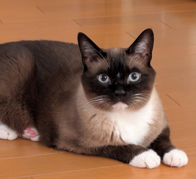 すっかり甘えん坊なナツちゃん／ゆきみさん（@yukimi.06）提供