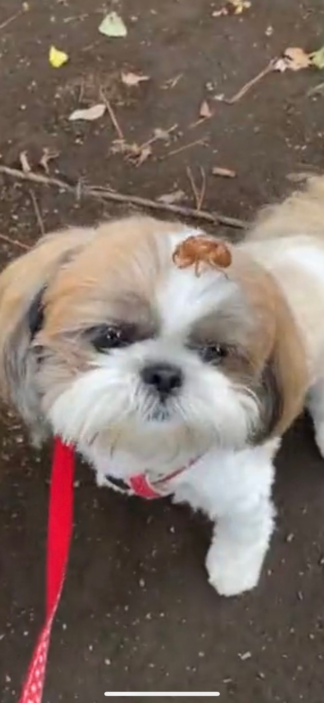 抜け殻は動かないから興味なし＝ももチャンネルさん（@GUBvstjOToFaNsF）提供