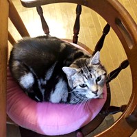 2022年9月18日、虹の橋を渡った先住猫のユパちゃん（画像提供：ねこ好きさゆりんさん）