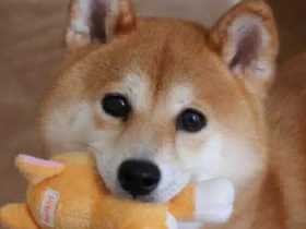 ２０１８つぶらな瞳で賞　シバイヌ「うえはらこむぎ」