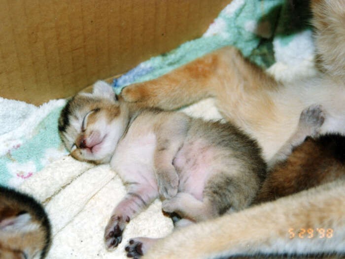 生まれたばかりのディーナの子。アビシニアンの子どもなのに、おなかにはまだら模様が？