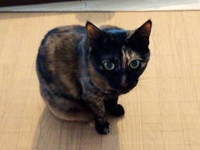 愛猫、10歳の誕生日　特別なオヤツは「高級」よりも「高齢」用にこだわって