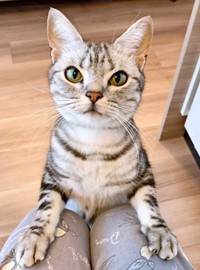 ごはんアピールするあんこくん（画像提供：あんこともなか 充電ねこさん）