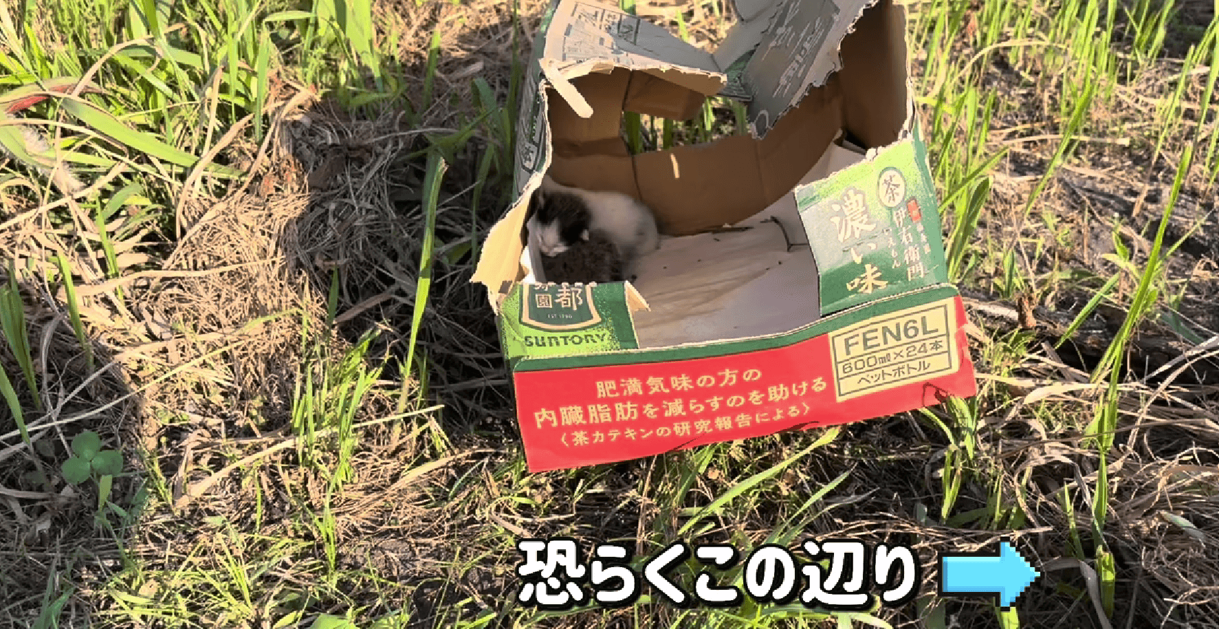 「まだいる！」ダンボ―ルの外で、かすかな鳴き声／画像提供：飼育係