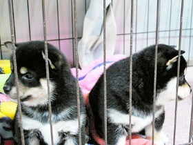 毎年８０万匹前後の犬猫が流通　２万４千匹は流通過程で死ぬ