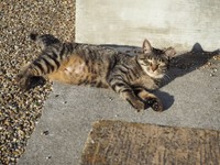 ノラ猫の耳カットは不妊手術済の印。その形が桜のはなびらに似ていることから「さくらねこ」と呼ばれている