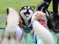 お友だちに囲まれて嬉しそうなおとびくん（画像提供：おとび シベリアンハスキー（カイヌシ：ナルコ）さん）