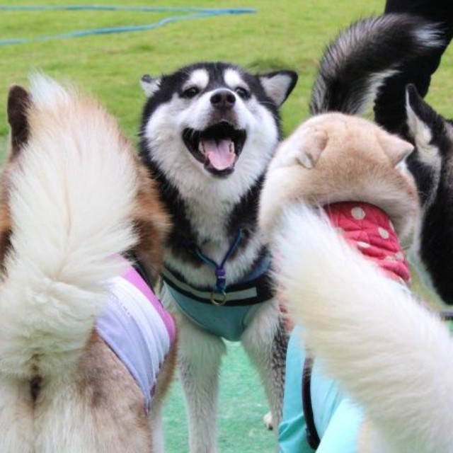 お友だちに囲まれて嬉しそうなおとびくん（画像提供：おとび シベリアンハスキー（カイヌシ：ナルコ）さん）