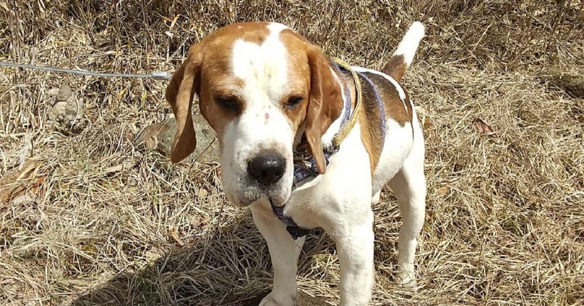 お空に行ってしまった兄弟の分も元気に 我が家のマザコン息子 ビーグル シリウス 犬 猫との幸せな暮らしのためのペット情報サイト Sippo