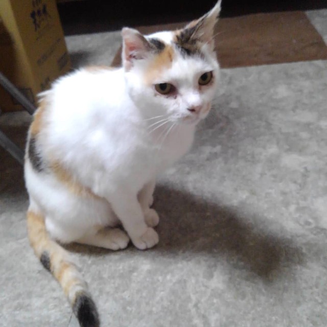 戸田家に来て一週間、だいぶなれてきた頃