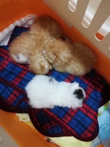 収容され引き出された子猫
