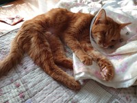 2021年11月、FIP治療前の死にそうなとき