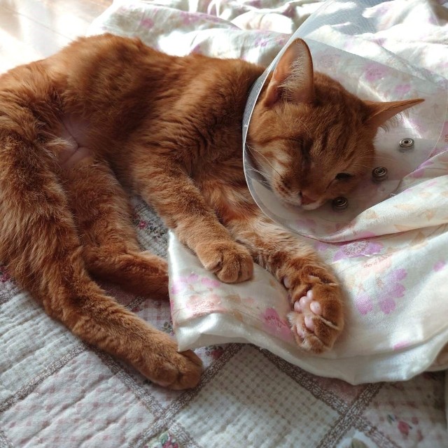 2021年11月、FIP治療前の死にそうなとき