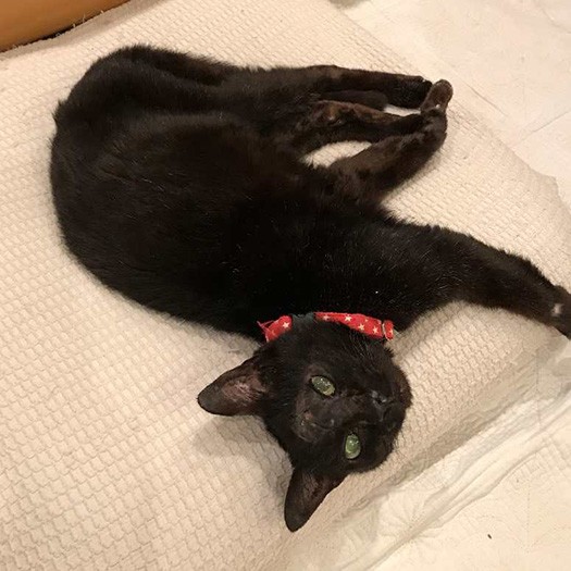 おでこの傷も塞がった頃(保護主の敦子さん提供)