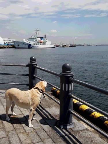 横浜山下公園もお気に入りのお散歩コース