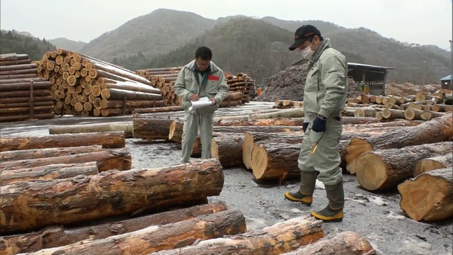 初競りに約40社の木材業者が集まる