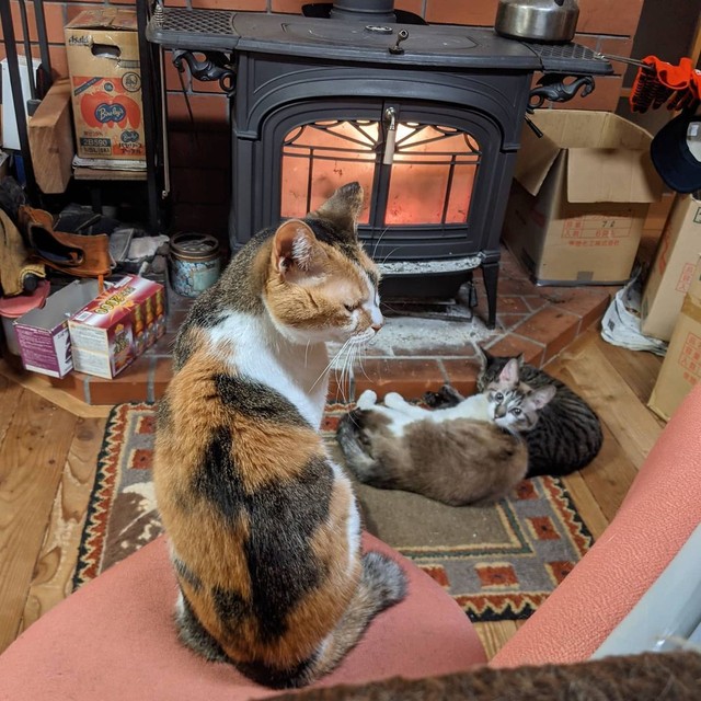 暖炉の前で暖を取る猫を見下ろす女王みけらんじぇろちゃん