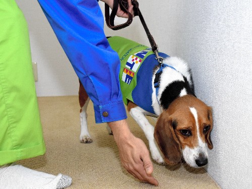 ビーグルの「探知犬」がシロアリ調査　文化財調査もおまかせ