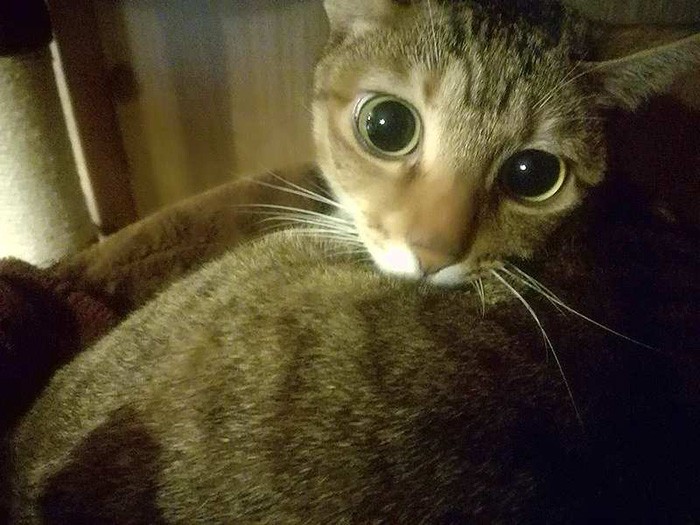 見返り美人だよ