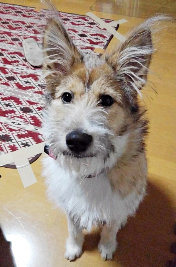 飼い主さんを見つめる朔太郎くん（画像提供：サクサクさん）