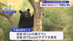 仙台で柿の木にクマ　イノシシのわなに掛かる　近くには子グマ　約７時間後に駆除