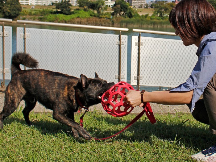 おもちゃをごほうびにするテクニックはしつけ教室で学ぼう