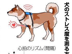 愛犬のストレス度、心拍リズムの変化でキャッチ