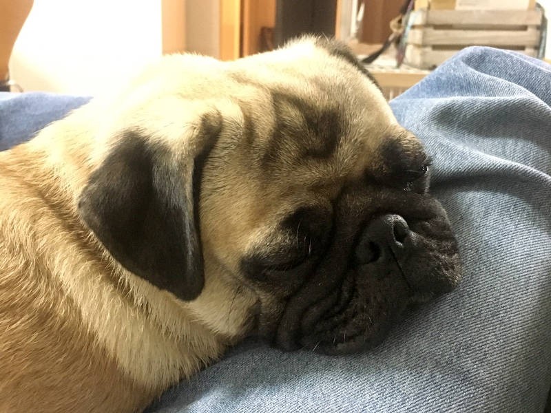 ピグくんにも飼い主さんにも至福のまったりタイム（飼い主さん提供）