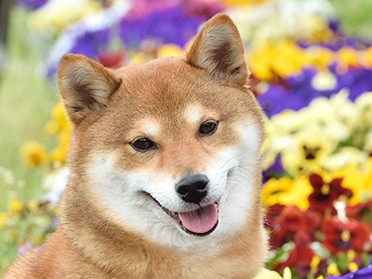 犬の記憶力　犬も思い出に浸れるのか？