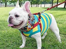 真っ白でお腹ぽっこり　フレンチブルドッグの「大福」