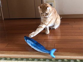 活きのいいやつ、ヒョイっと　アメリカンカールの「しぐれ」