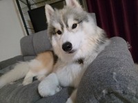 目元のアイライン風のマーキングもチャーミングは春くん。酷暑に備えて、来月はもっと「柴犬化」する予定だそう（画像提供：春（はる）ハスキー さん）