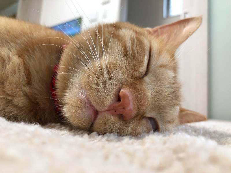 けがをした野良の子猫 世話するうちに可愛くなり 家族に迎える 犬 猫との幸せな暮らしのためのペット情報サイト Sippo