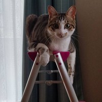 高いところってなんだか落ち着くにゃ