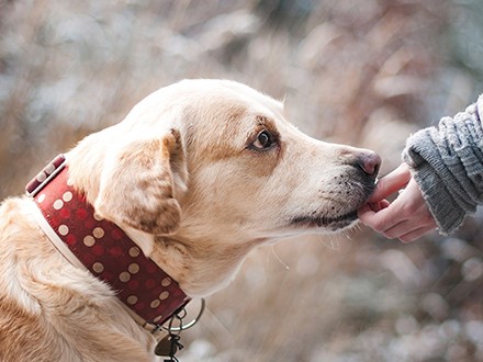 犬を飼う一人暮らし、心臓病のリスク減少？　スウェーデンで研究
