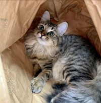 前足をドアにひっつけていた、うにちゃん（提供写真）